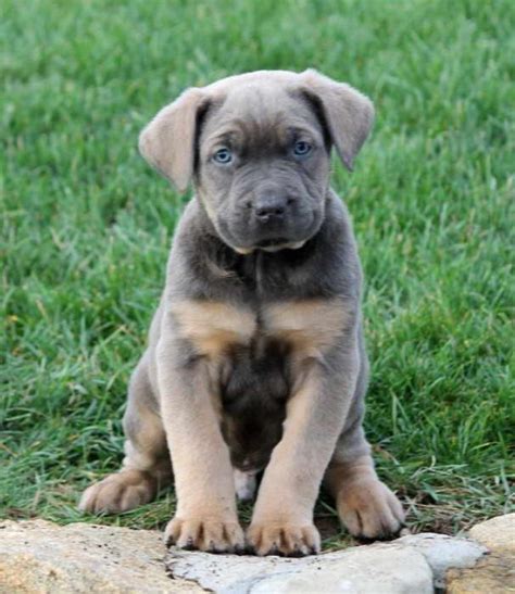Craigslist mastiff puppies. Things To Know About Craigslist mastiff puppies. 